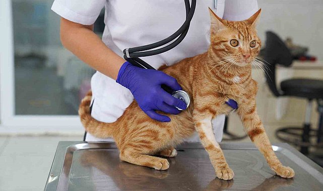 İyileşen felçli kedi yeni yuvasını bekliyor