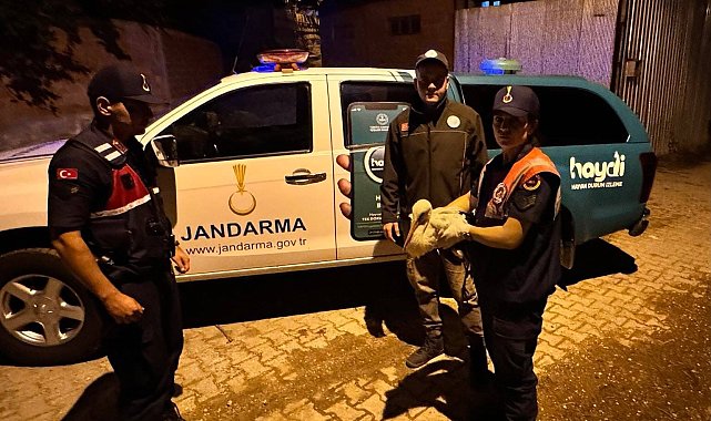Jandarma ekiplerince yaralı halde bulunan leylek koruma altına alındı