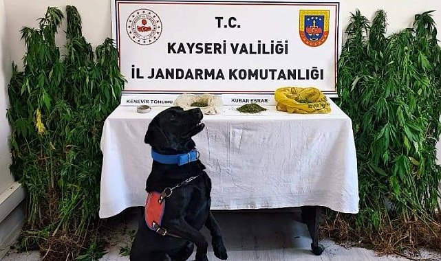 Jandarma yasadışı yetiştirilen 206 kök keneviri ele geçirdi
