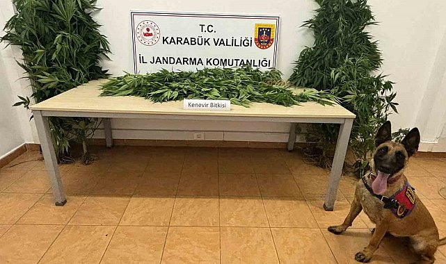 Jandarmadan uyuşturucu operasyonu