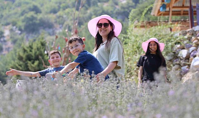 Kadınlar devlet desteğiyle atıl arazileri lavantalarla süsledi