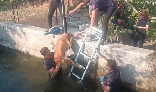 Kahramanmaraş'ta havuza düşen köpek kurtarıldı
