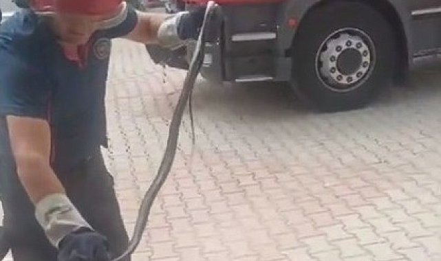 Kahramanmaraş'ta yılan paniği