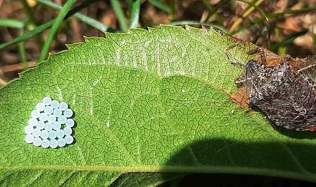 Kahverengi kokarcanın yoğun çiftleşme döneminde üreticilere uyarı