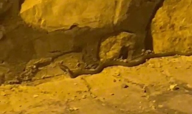 Kaldırımda görülen yılan korkuttu