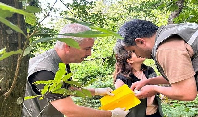 Kapıdağ'da "dumansız yangın" ile biyolojik mücadele başladı