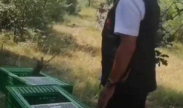 Karabük'te 300 kınalı keklik doğaya bırakıldı