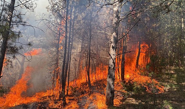 Karabük'teki orman yangınında alevler yayılıyor
