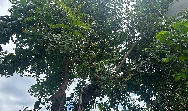 Karadeniz'de keçiboynuzu ağacı yetiştirdi, görenler şaştı kaldı