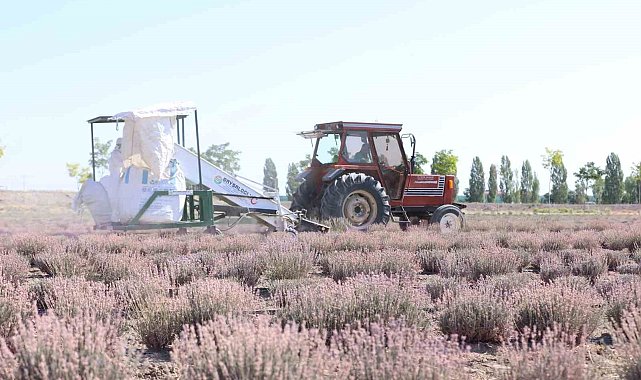 Karatay Lavanta Bahçeleri'nde hasat zamanı