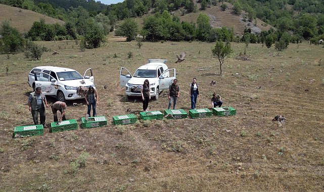 Kastamonu'da doğaya 900 keklik salındı