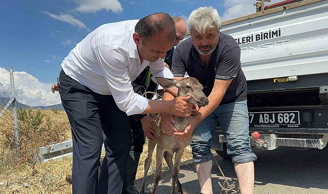 Kastamonu'da su kanalına düşerek yaralanan karaca kurtarıldı