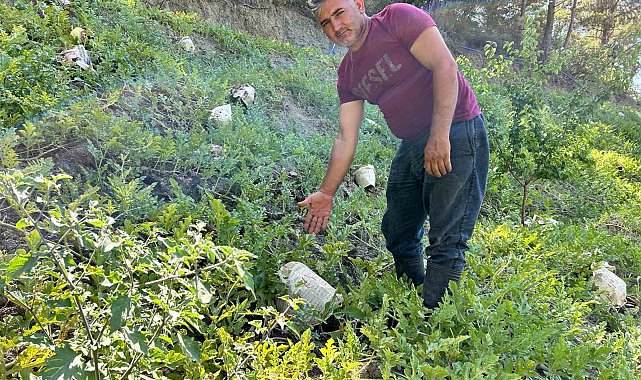 Kavurucu sıcağa karşı çözümü tarladaki karpuzları tek tek gazeteyle sarmakta buldu