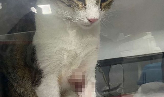 Kedi Şirine&#039;yi tekmeleyerek 4. kattan aşağı atan akademisyen hakkında karar: 1 yıl 6 ay hapsine hükmedildi