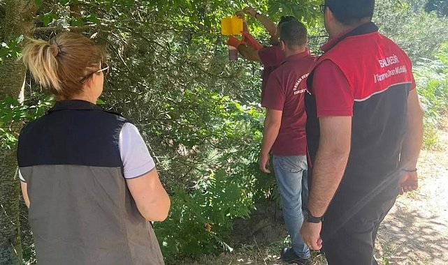 Kestane gal arısı zararlısı için tuzaklar asıldı