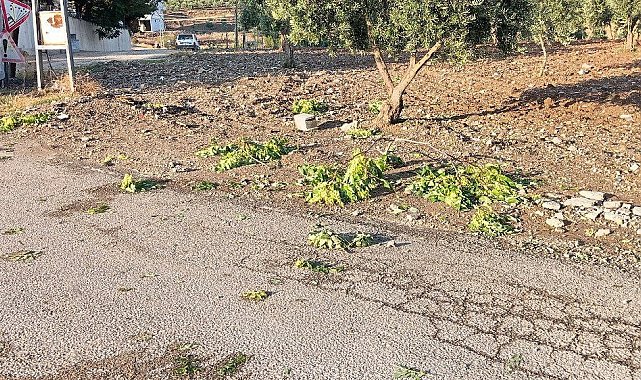 Kilis'te sağanak zeytin ve fıstık ağaçlarına zarar verdi