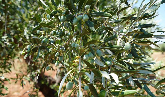 Kilis'te zeytin ve zeytinyağında yüksek rekolte beklentisi üreticiyi sevindirdi