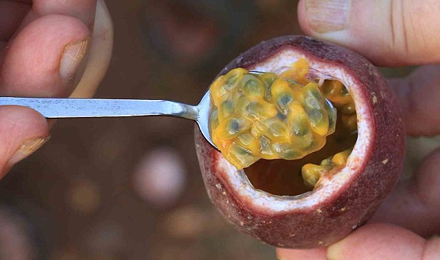 Kilosu 100 TL: Tropikal 'aşk meyvesi' üreticisini sevindirdi