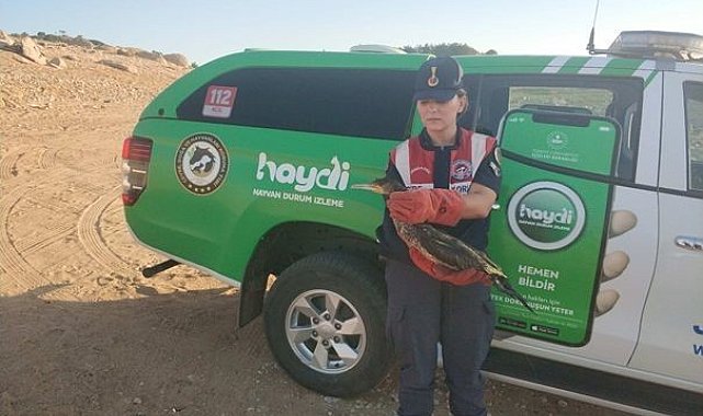 Kırklareli'nde yaralı karabatak jandarma ekiplerince kurtarıldı