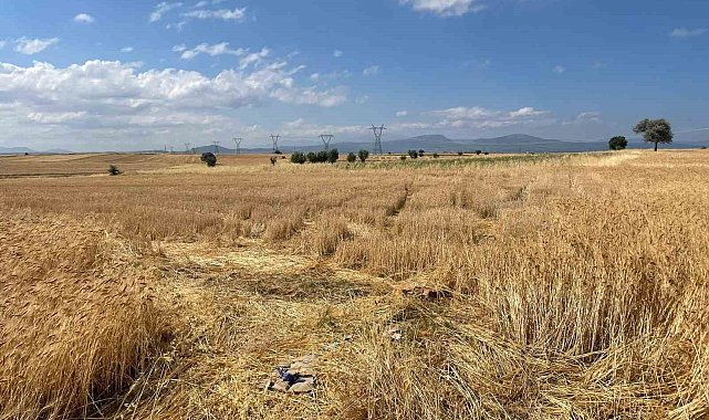 Konya&#039;da buğday hırsızlığı
