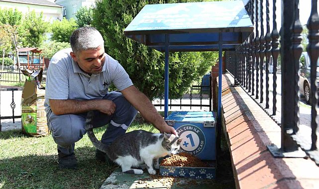 Küçükçekmece'de sokak hayvanları, yaz günlerinde koruma altında