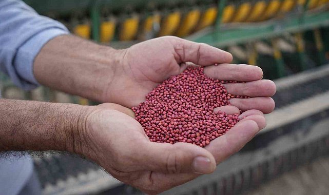 Kuraklığa dayanıklı Sorgum Sudan Melez Otu, hayvanların süt verimini artırıyor