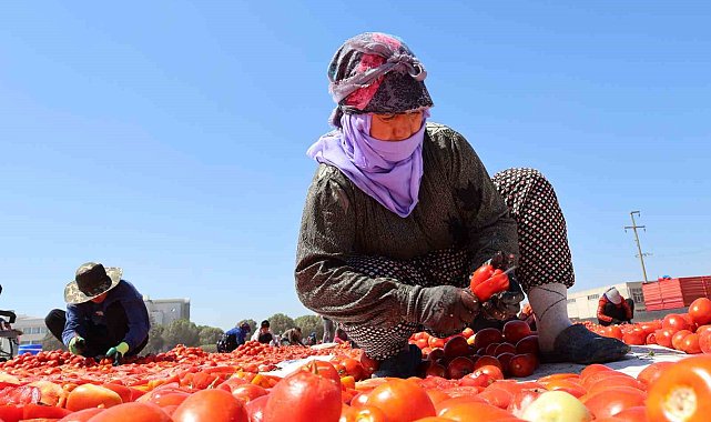 Kuru domatesler ilk 6 ayda 63 milyon dolar ihraç edildi, hedef 100 milyon dolar