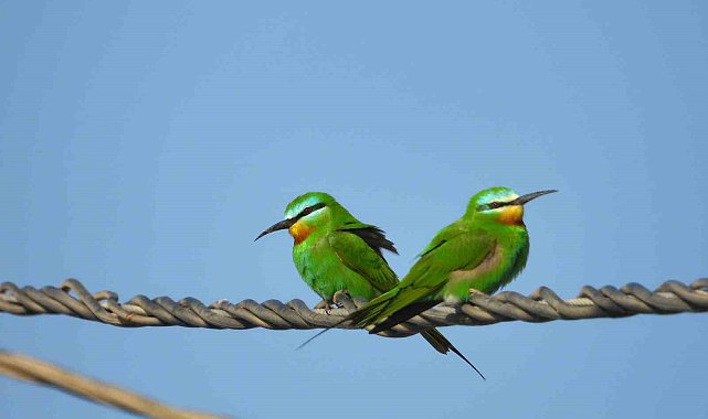 Kuş cennetinde kartpostallık görüntüler