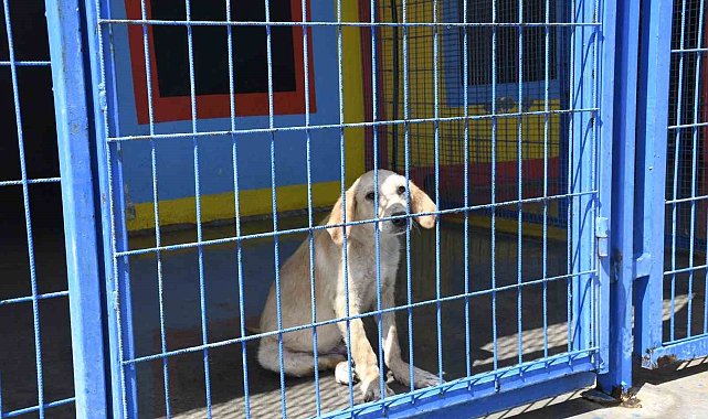 Kuşadası Belediyesi'nin orman yangınından kurtardığı can dostlar her geçen gün iyileşiyor