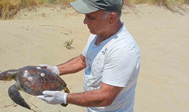 Kuşadası'nda 2 yeşil deniz kaplumbağası ölü bulundu