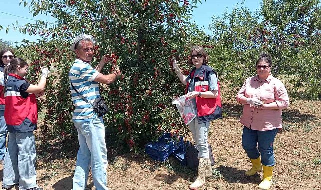 Kütahya'da kiraz ve vişne numunesi alımları