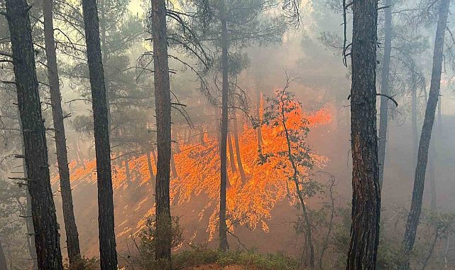 Kütahya'da orman yangını