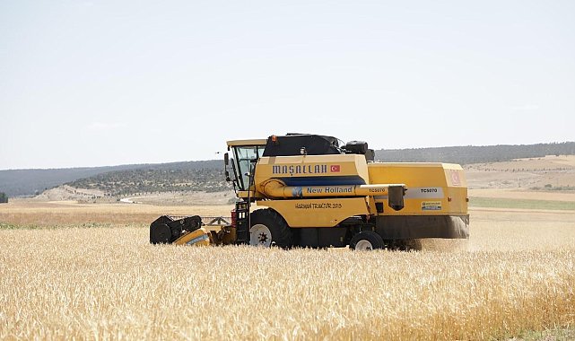 Kütahya&#039;da yerli arpa çeşidi &#039;Ayrancı&#039;nın hasadı yapıldı