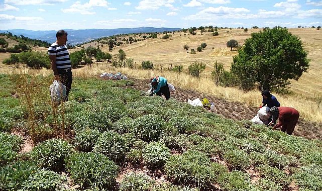 Kütahya'nın üretim merkezi olan Karsaban köyünde adaçayı hasadı başladı