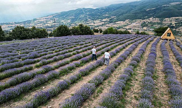 Lavanta bahçesi aşkı, İstanbul&#039;u terk ettirdi