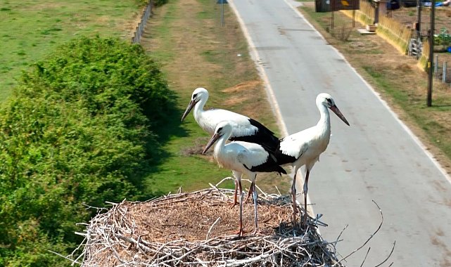 Leyleklerle şenlenen deltadan renkli görüntüler