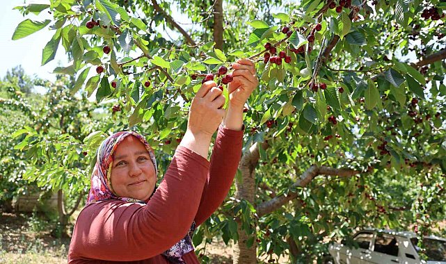 Lezzeti ülke sınırlarını aşan Saimbeyli kirazı tescil bekliyor