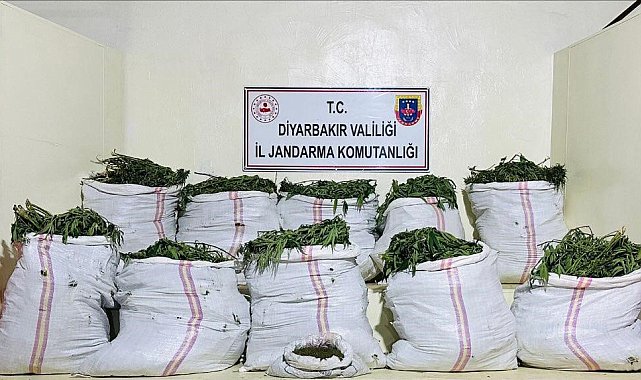 Lice'de 1 milyon 229 bin 300 kök kenevir ve skunk bitkisi ele geçirildi