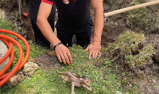 Lüleburgaz'da boruya sıkışan kedi kurtarıldı