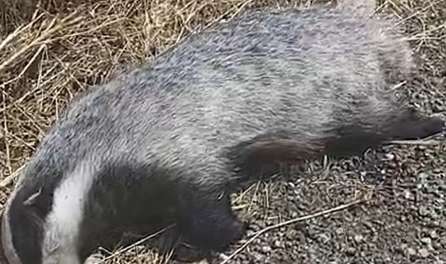 Mardin'de yol kenarında telef olmuş porsuk bulundu