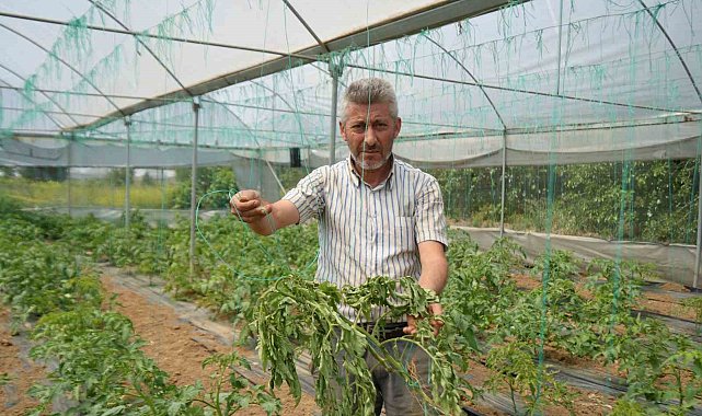 Marmara'nın 'Küçük Antalya'sı tabir edilen bölgede üretilen domatesi, lekeli solgunluk virüsü vurdu