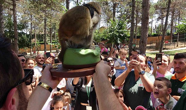 Maymun Luna'nın doğum günü Çekmeköy hayvanat bahçesinde çocuklarla beraber kutlandı