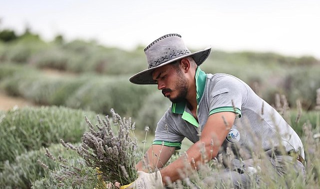 Merkezefendi'nin mor güzelliğinde hasat tamamlandı