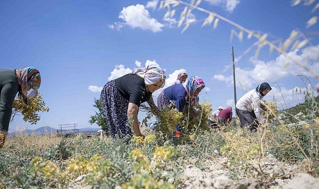 Mersin'de nohut hasadı başladı
