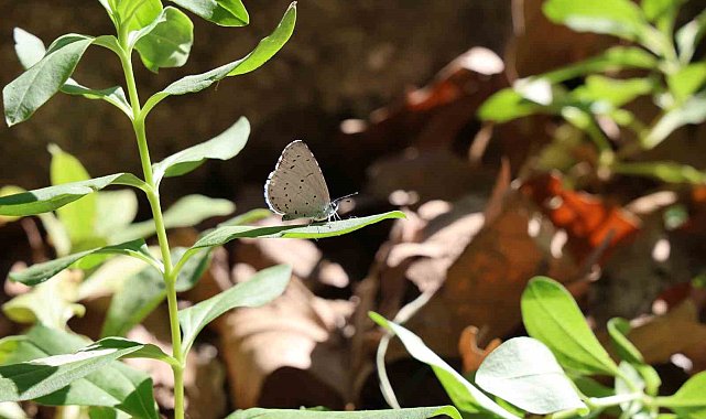Mevsimlik işçi olarak girdiği belediyeye &#039;başkan&#039; oldu, şimdi ilçesini dünyaya tanıtmak istiyor