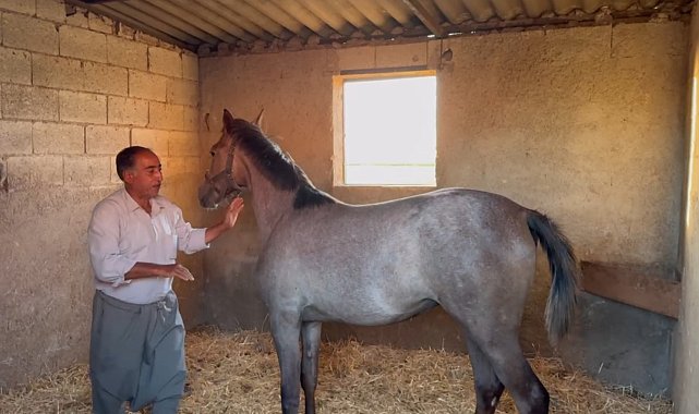 Milyonluk Arap ve İngiliz yarış atları Şanlıurfa'da yetişiyor
