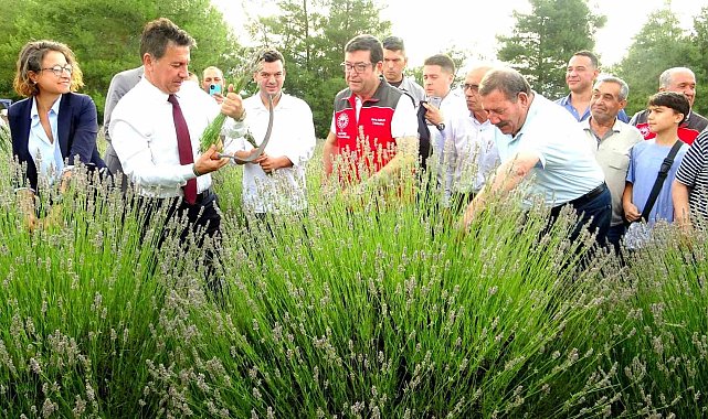 Muğla Büyükşehir Belediyesi'nden lavanta şenliği