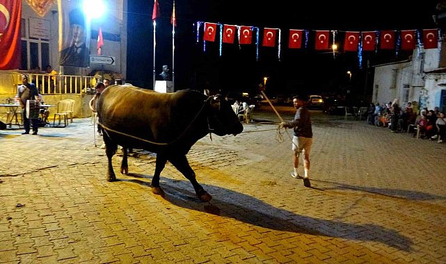 Muğla'da boğalar güreş öncesi görücüye çıkarıldı