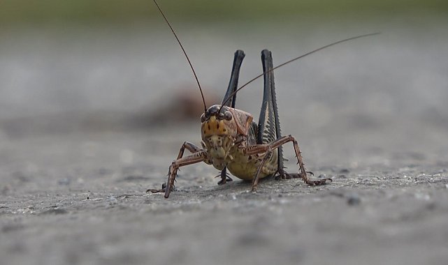 Muş&#039;ta çalı çekirgeleri tehdidi: Ekili alanlar risk altında