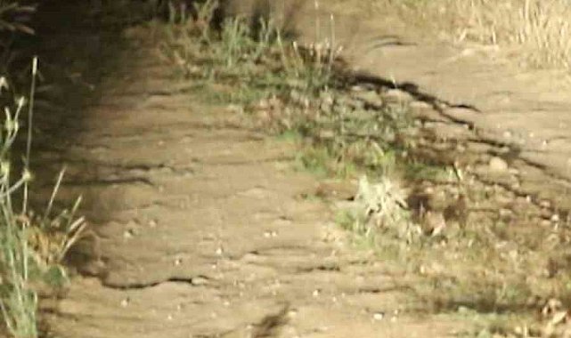 Nesli tehlike altında olan 'Arap Tavşanı' Niğde'de kayda alındı